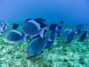colorful02-blue-tang_17426_600x450
