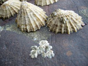 Limpet-Teeth-Are-the-Strongest-Material-in-the-World-Study-Finds